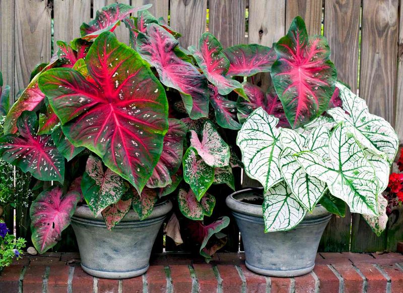 Caladiums Need Shelter Before Leaves Scorch Caladiums Need Shelter Before Leaves Scorch
