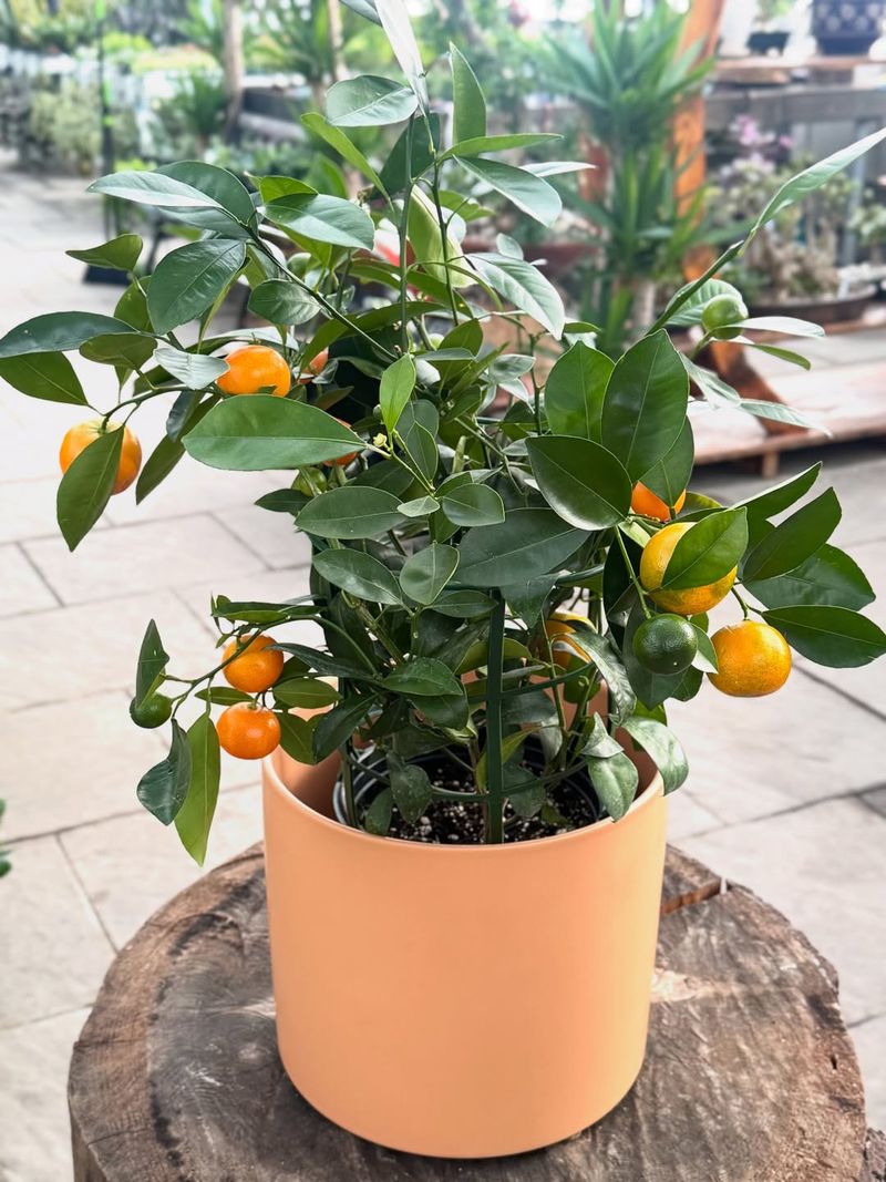 Calamondin Orange Trees Remain Compact And Fruiting