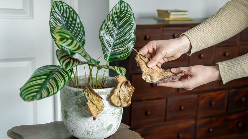 Calathea Calathea
