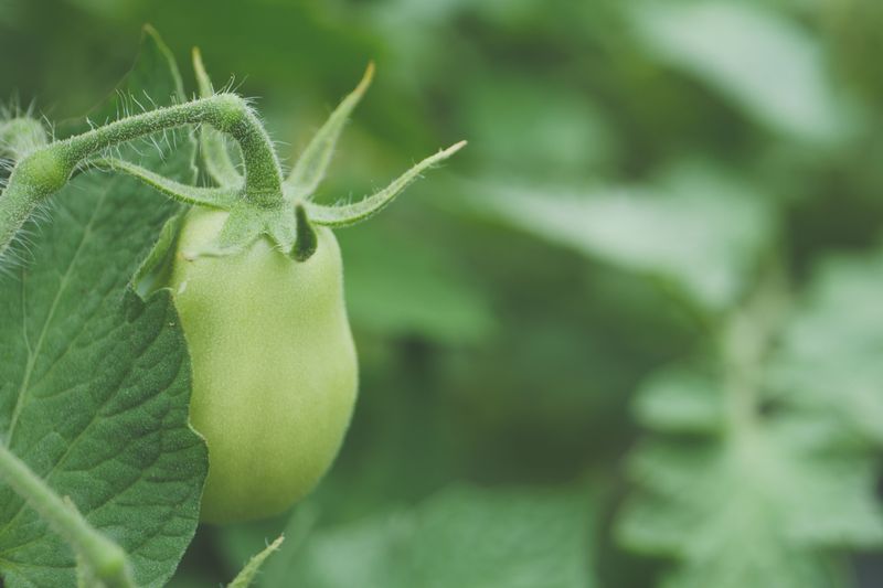 Calcium Deficiency In The Developing Fruit Calcium Deficiency In The Developing Fruit