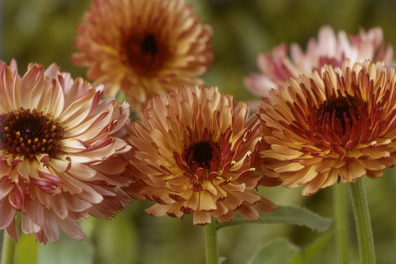 Calendula 