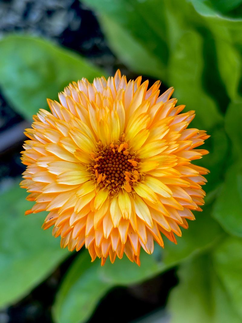 Calendula Blooms Through Cool Spells