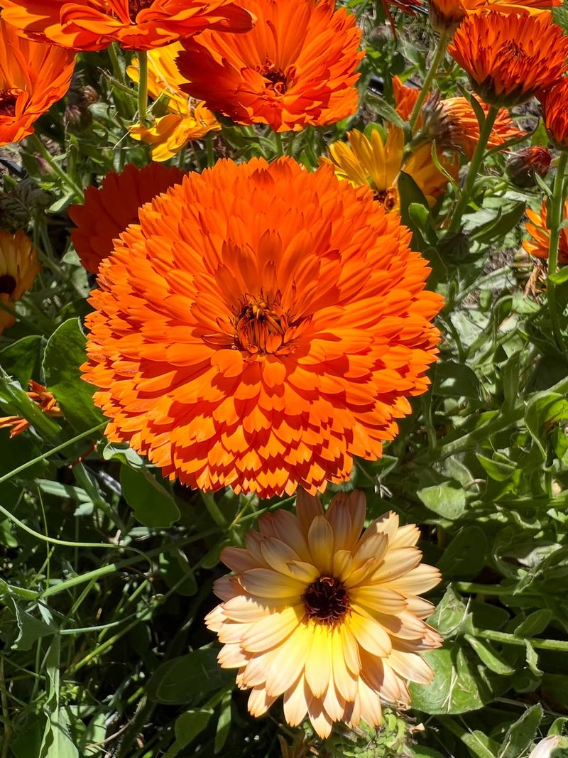 Calendula