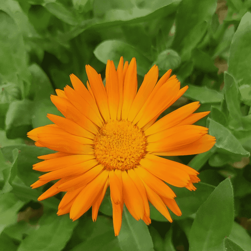 Calendulas Need Careful Summer Bloom Cleanup