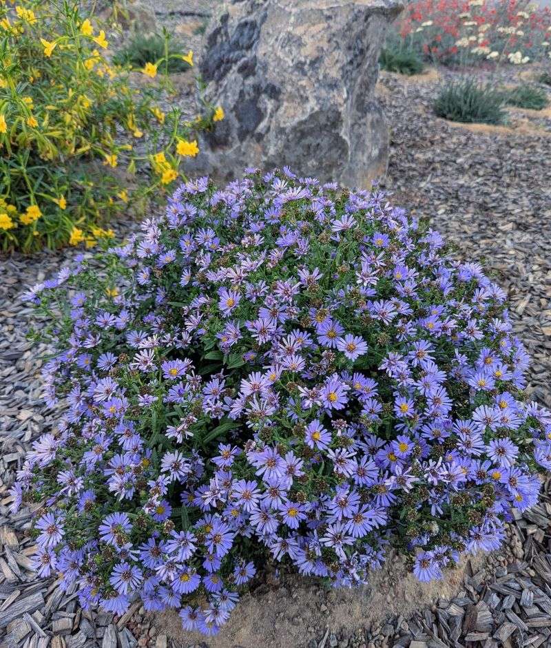 California Aster Fills Open Ground With Late Flowers