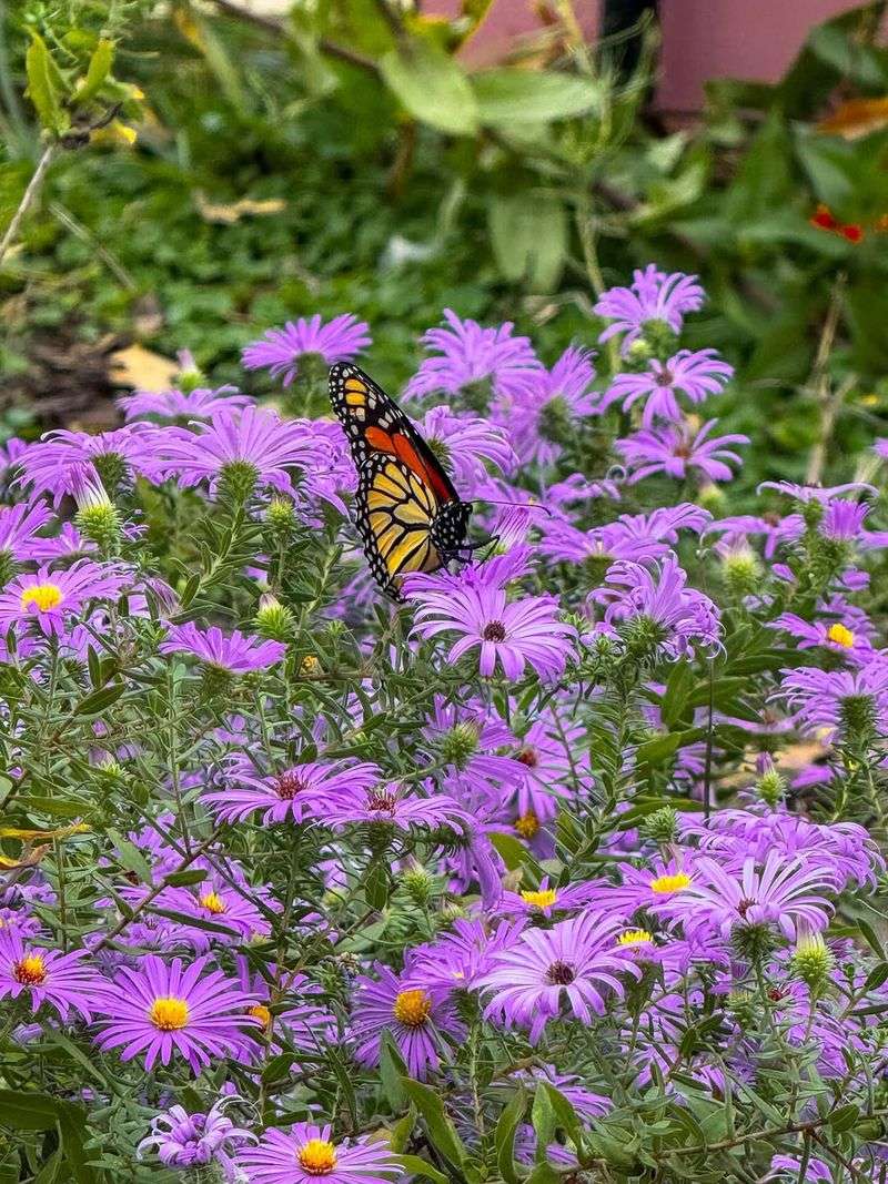 California Aster Gives Late-Season Insects A Food Source California Aster Gives Late-Season Insects A Food Source