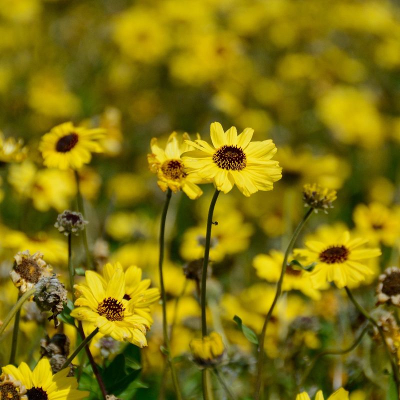 California Brittlebush Adds Soft Mounds And Yellow Blooms