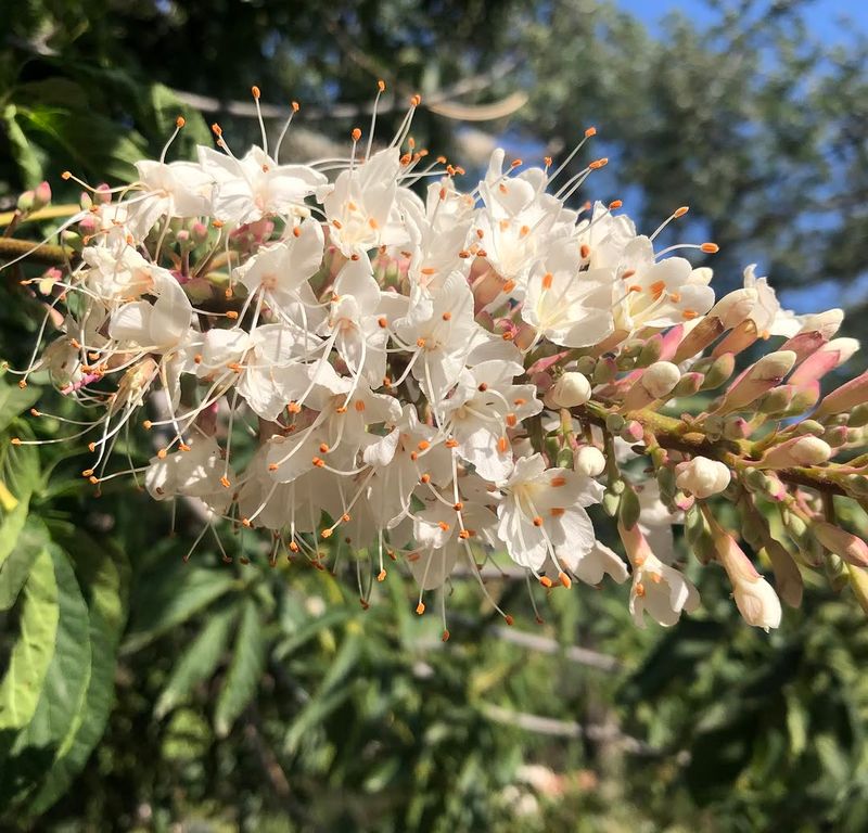 California Buckeye