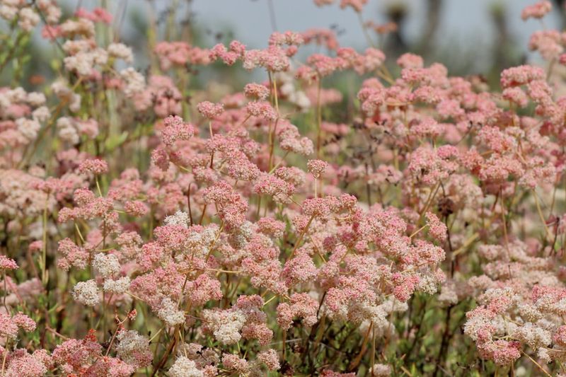 California Buckwheat California Buckwheat