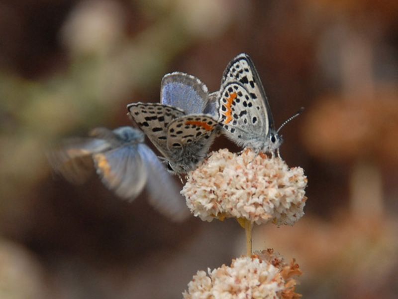 California Buckwheat