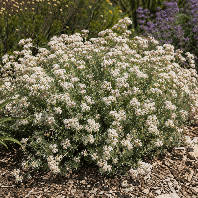 California Buckwheat Feeds Pollinators After Turf Is Gone