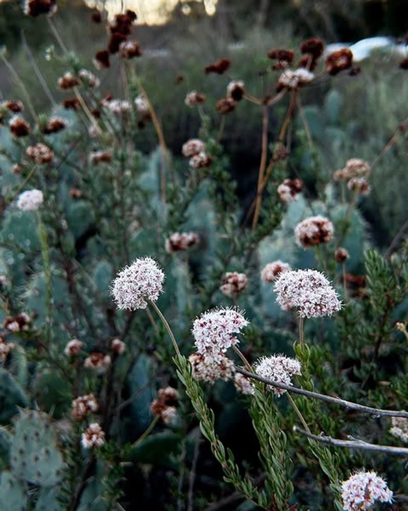 California Buckwheat Feeds Pollinators With Low Water Needs