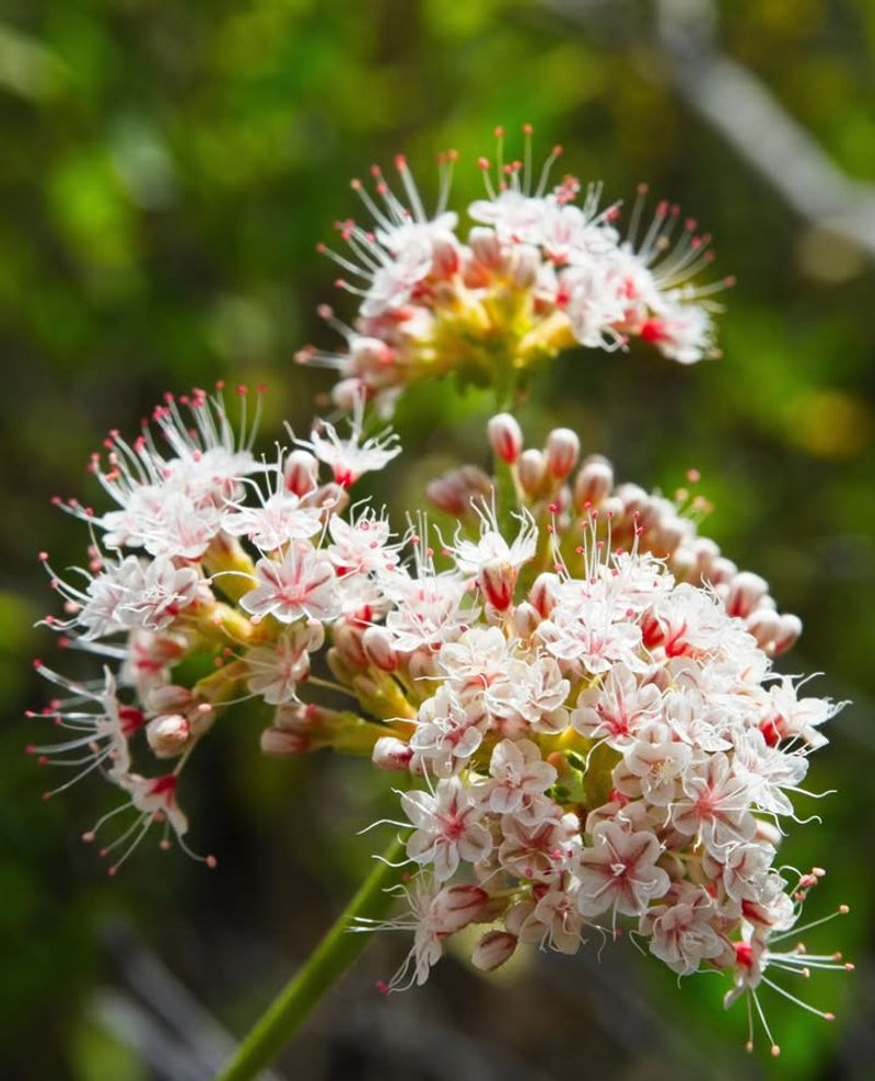 California Buckwheat Fits Hot Dry Slopes