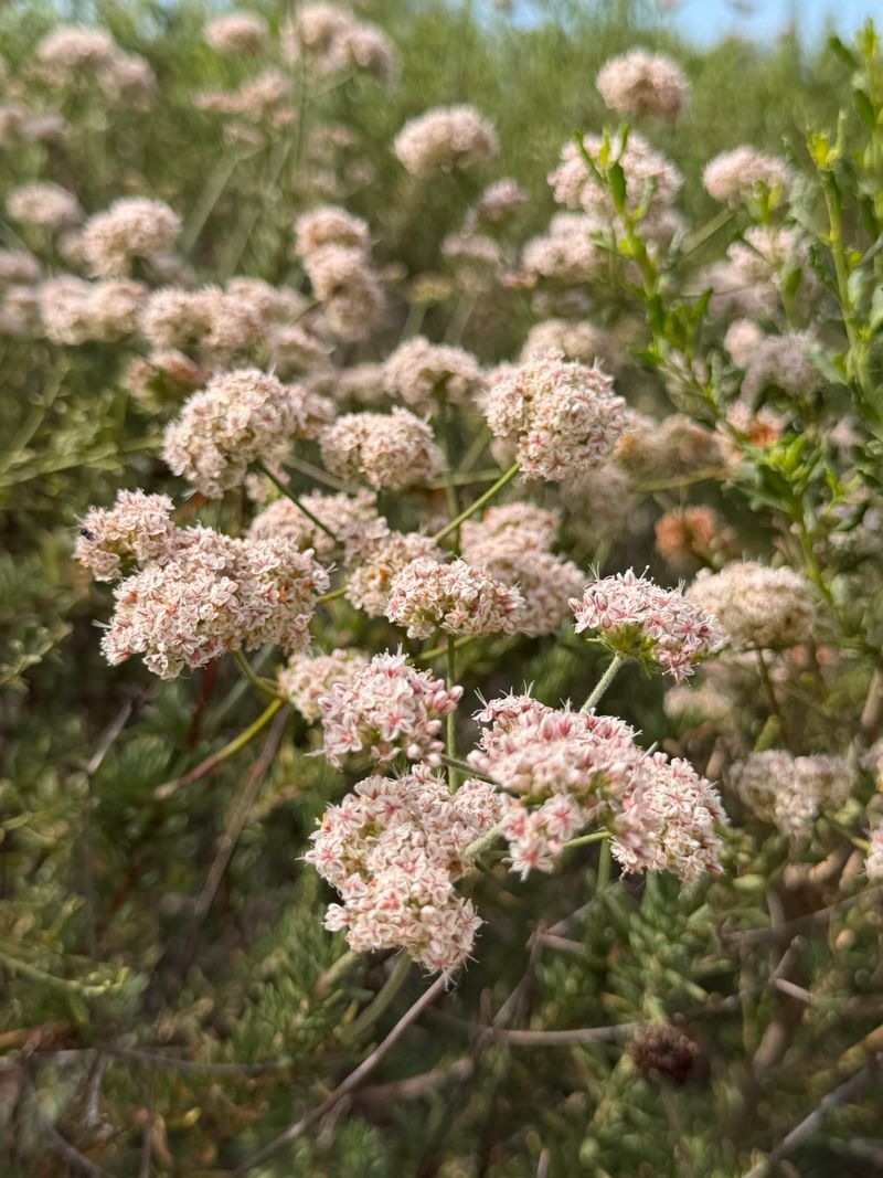 California Buckwheat 