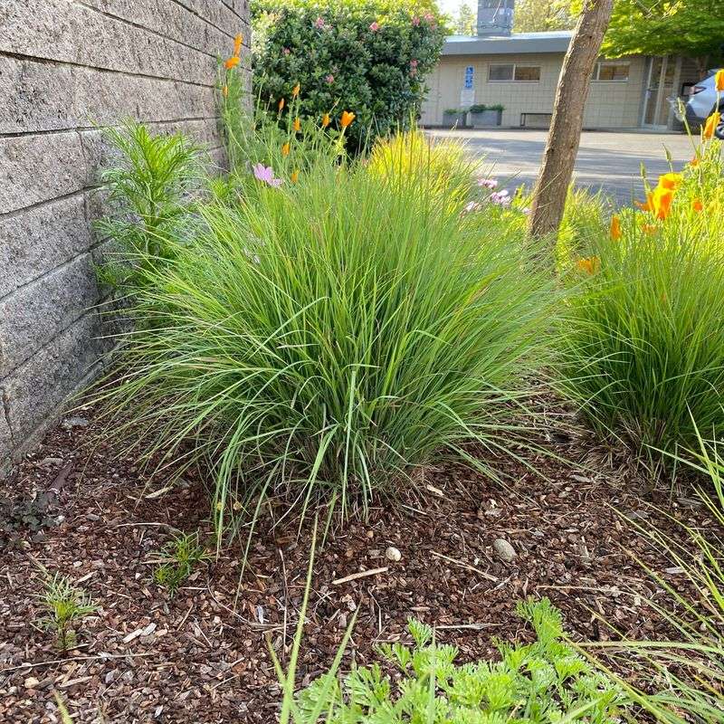California Fescue Softens Borders Without Getting Huge