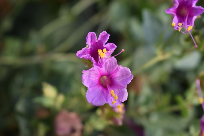 California Four O'Clock Brings Easy Color To Hot Garden Edges