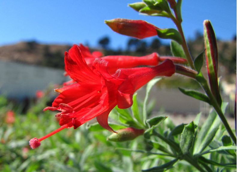 California Fuchsia California Fuchsia