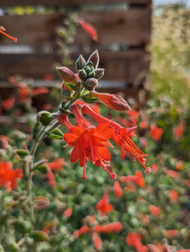 California Fuchsia Adds Low Summer Color