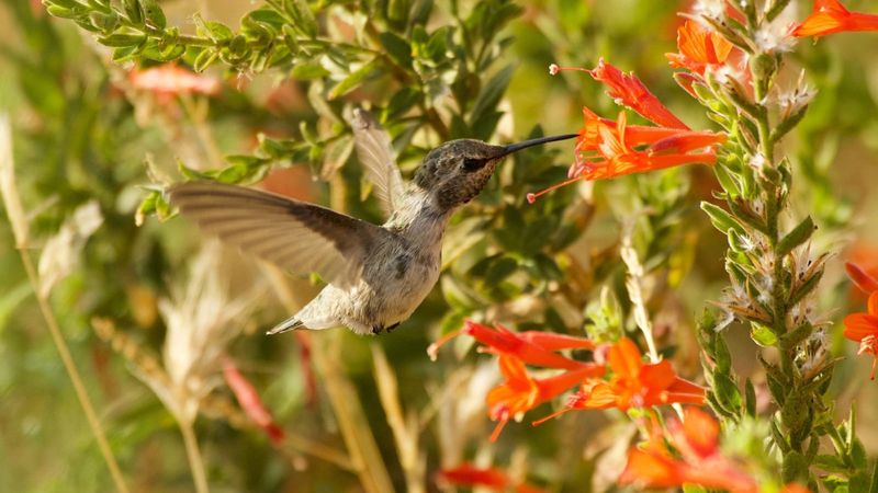California Fuchsia Blooms When Feeders Go Quiet