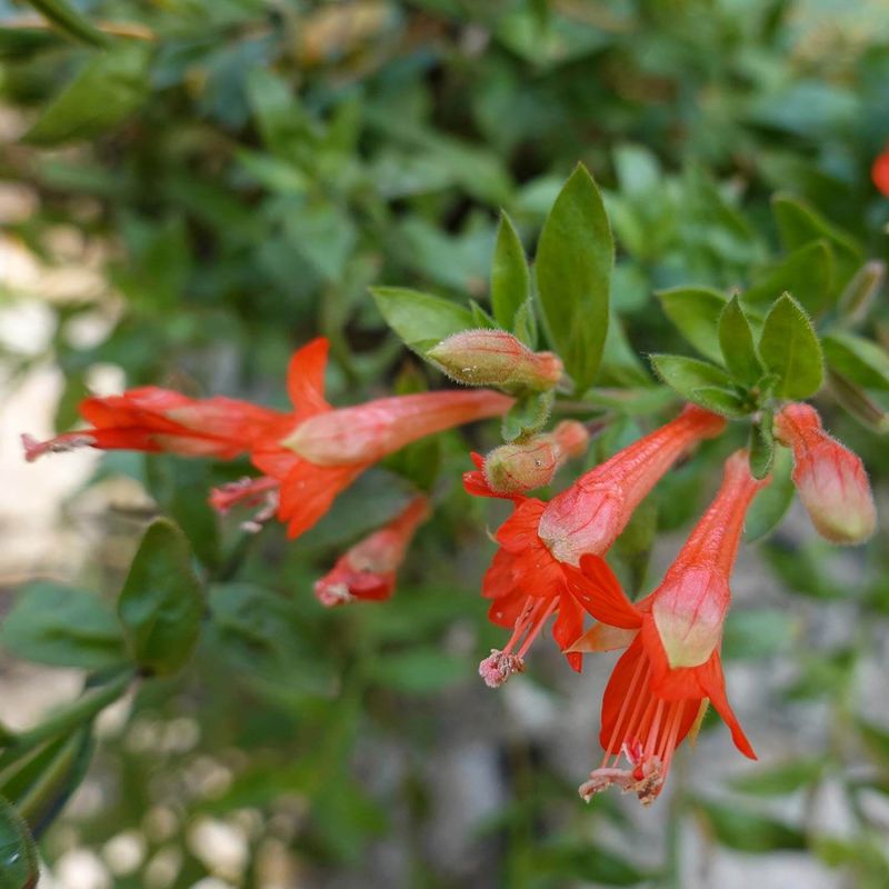 California Fuchsia Brings Color To Rebate-Friendly Beds