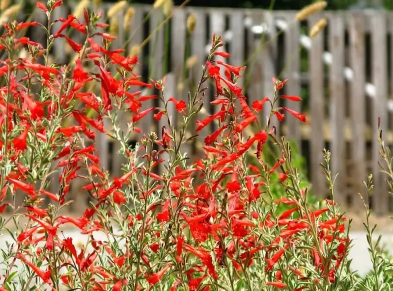 California Fuchsia Fills Gravel With Summer Color California Fuchsia Fills Gravel With Summer Color