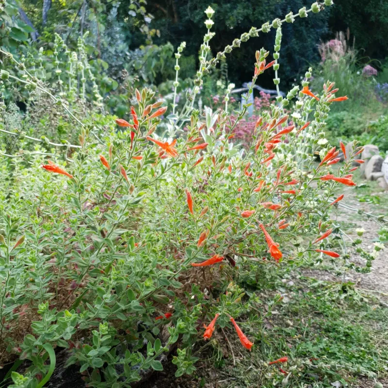 California Fuchsia Handles Heat With Bright Color