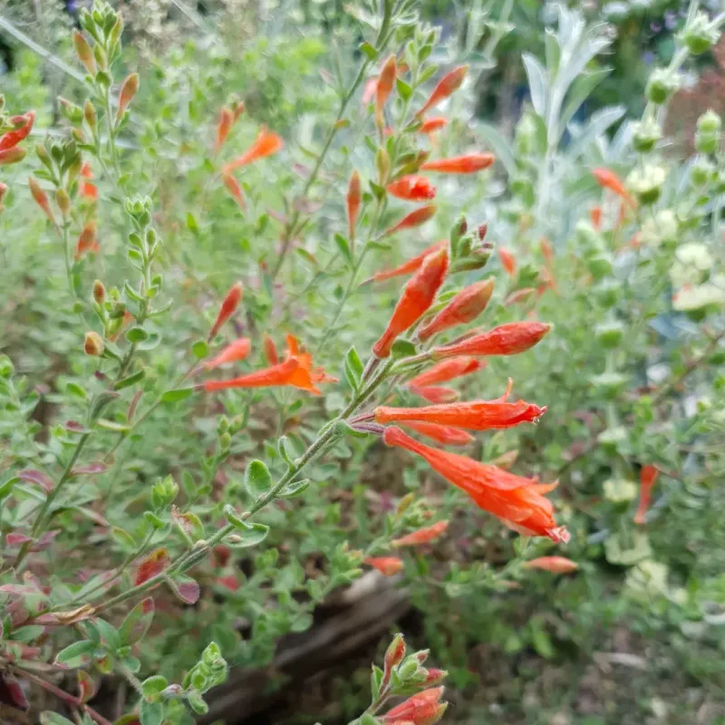 California Fuchsia Runs Through Dry Borders With Late Color
