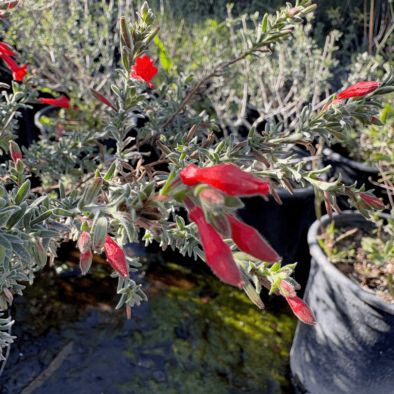 California Fuchsia Works Best Away From The House California Fuchsia Works Best Away From The House