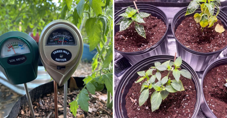 California Garden Container Mistakes That Cause Root Rot Before Symptoms Show