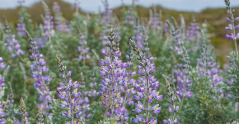 California Gardeners Are Replacing Agapanthus With These Drought-Smart Natives