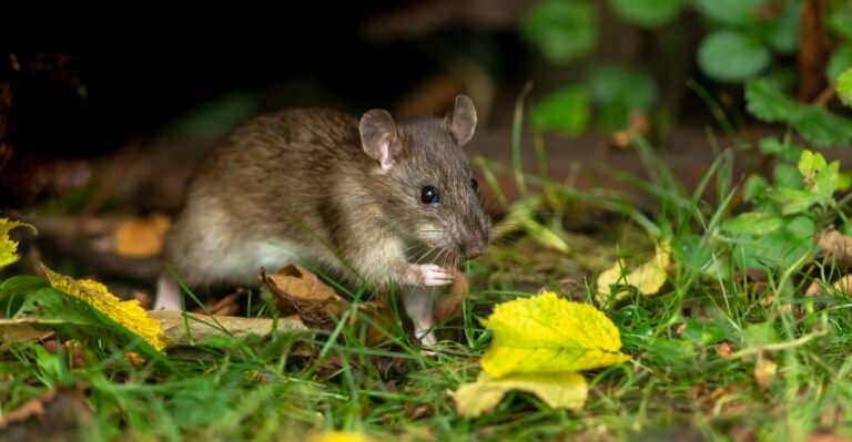 California Gardeners Stopped Rat Problems By Planting These Fragrant Flowers