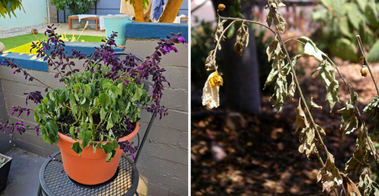 California Gardens That Look Tired In July Are Not Always A Cause For Concern