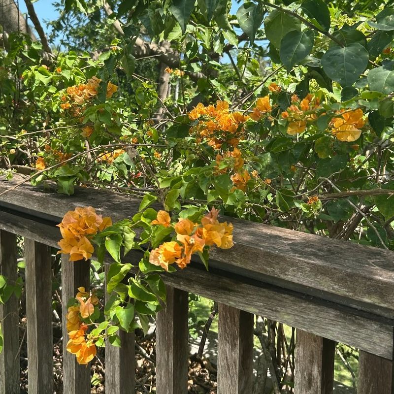 California Gold Keeps Blooming Through Summer California Gold Keeps Blooming Through Summer