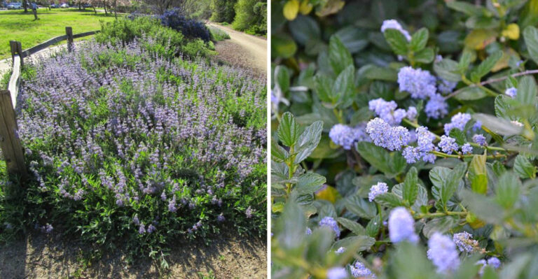 California Groundcovers That Choke Out Weeds Along Fence Lines Without Any Irrigation