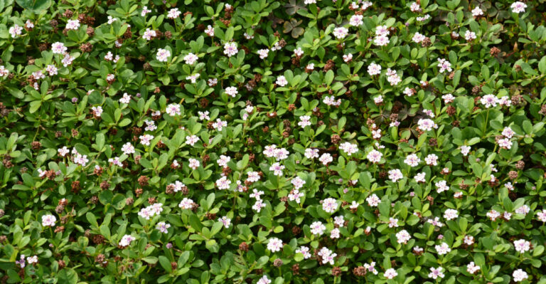 California Groundcovers That Replace Lawn In Full Sun With Little Water After Year One