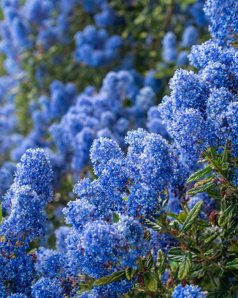California Lilac Thrives In Lean Native Soil