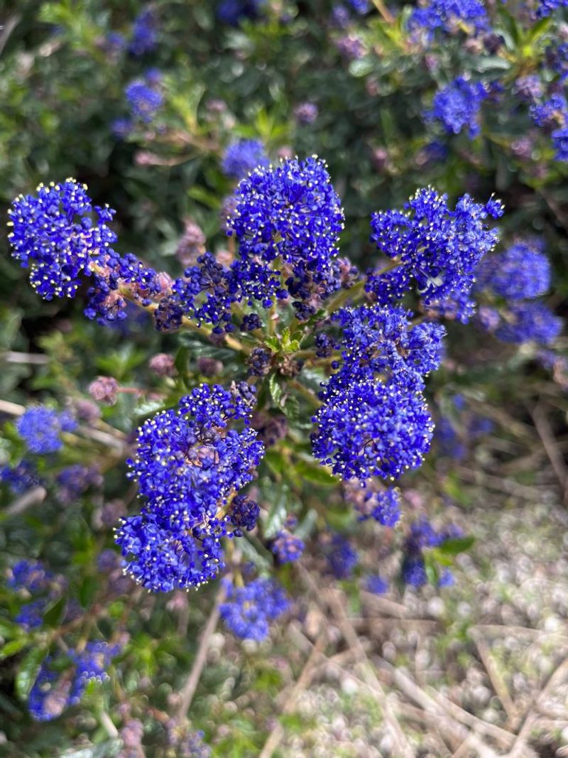 California Lilac Thrives In Lean Soil