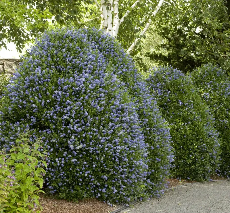 California Lilac 'Victoria' Screens Sunny Dry Spots California Lilac 'Victoria' Screens Sunny Dry Spots