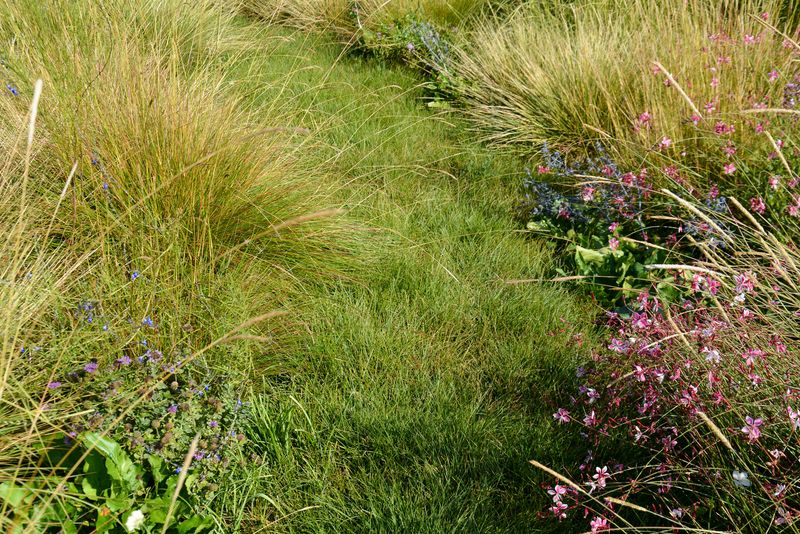 California Meadow Sedge Gives A Lawn-Like Look California Meadow Sedge Gives A Lawn-Like Look
