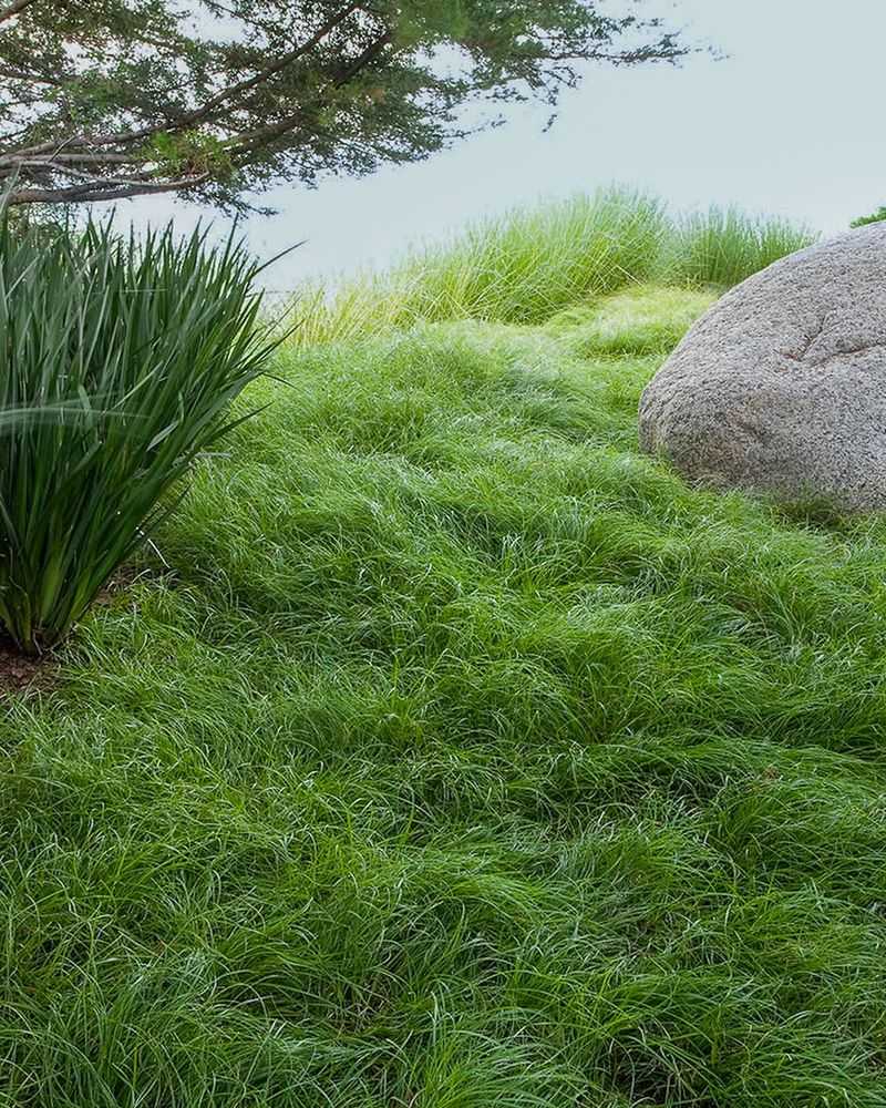 California Meadow Sedge Gives A Soft Border Edge California Meadow Sedge Gives A Soft Border Edge