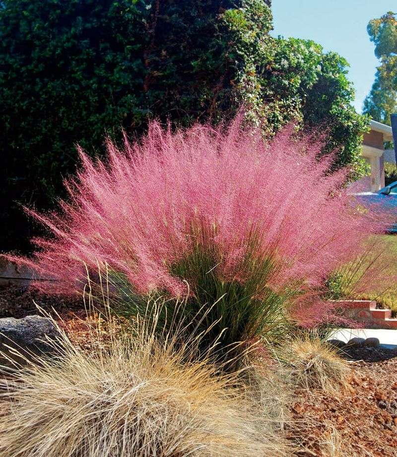California Muhly Adds Airy Texture In Sunny Beds