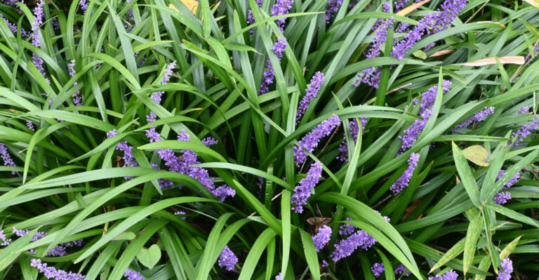 California Native Plants That Replace Liriope Borders And Need Less Water