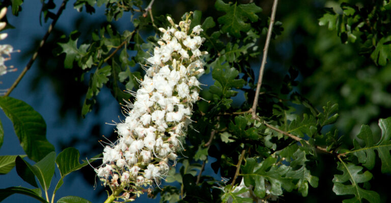California Native Trees To Plant Instead Of Ornamental Pears In Front Yards