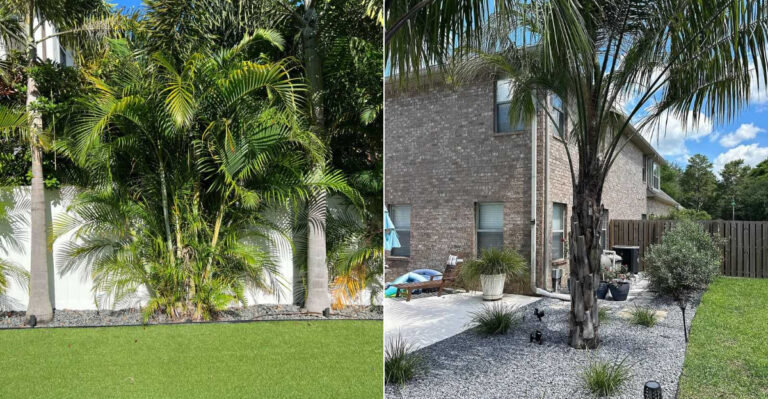 Palm Trees That Stay Small And Are Less Likely To Damage Your California Driveway