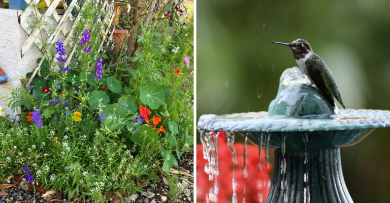 California Patios Can Attract More Hummingbirds With These Easy Changes