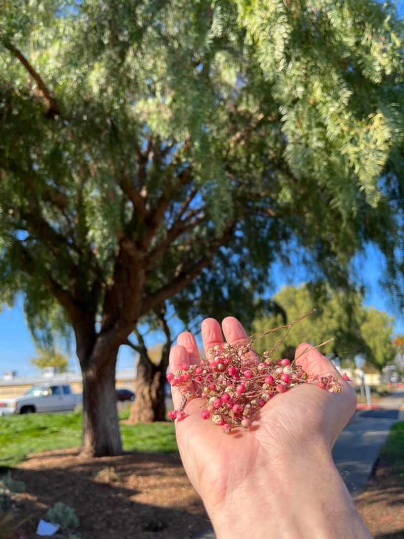 California Pepper Tree
