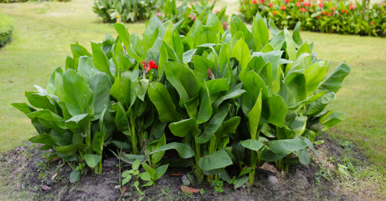 California Perennials That Triple In Size In Just One Season For Instant Garden Impact