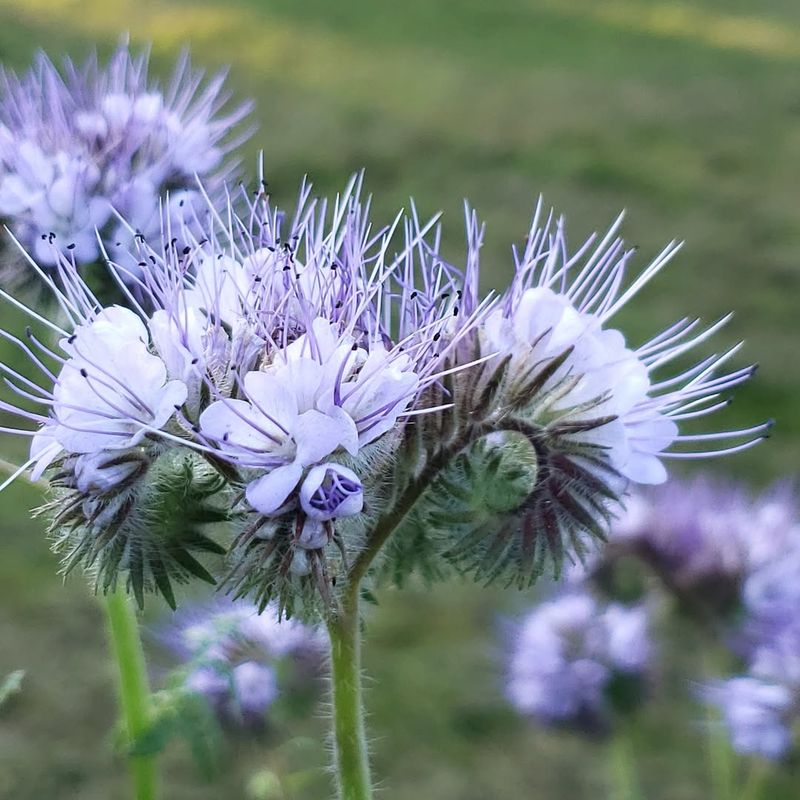 California Phacelia Brings Soft Purple Flowers To Native Beds