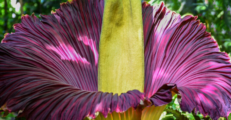 California Plant Enthusiasts Are Buzzing About This Rare Corpse Flower Bloom In San Francisco