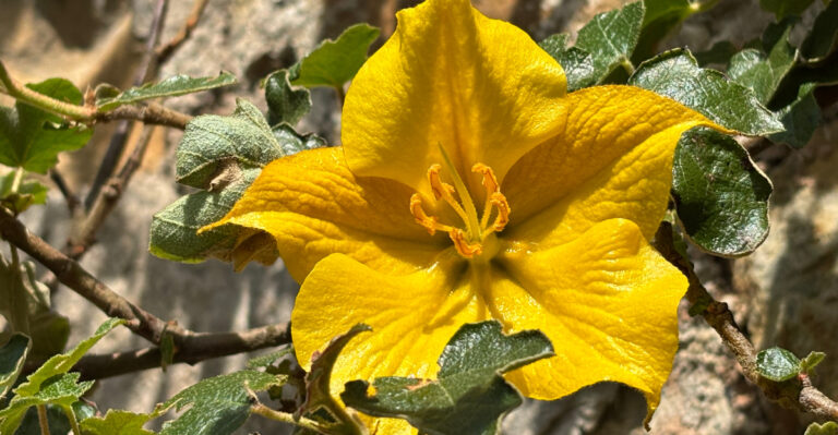 California Plants That Go Into Summer Dormancy And Should Never Be Watered More